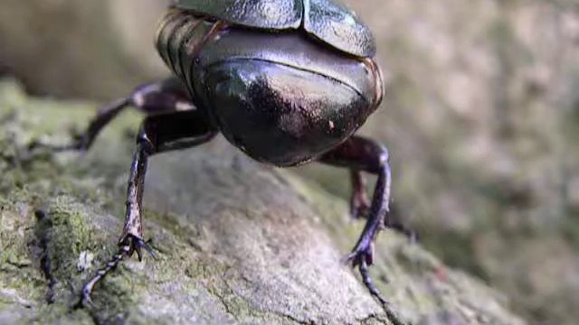 Pachnica dębowa (Osmoderma eremita) смотреть онлайн