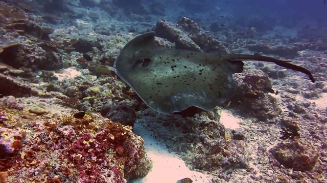 Maldive - Sting Ray - Trigone - Febbraio 2014 смотреть онлайн