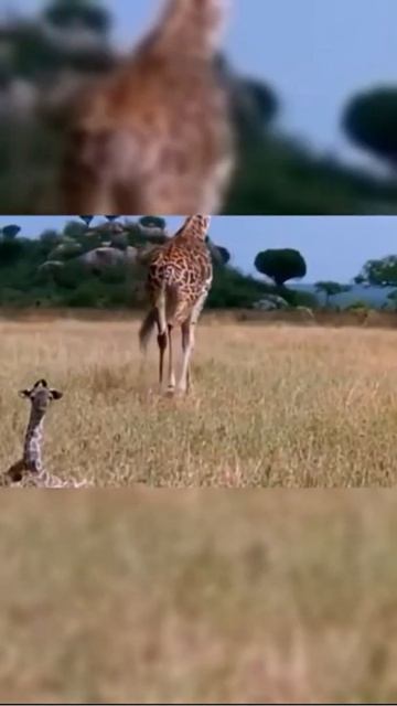 Africa Wild Animals - Wild Animals - Animal World #156 смотреть онлайн