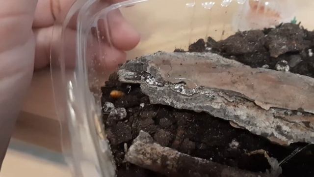 escarabajo errante comiendo tenebrio смотреть онлайн