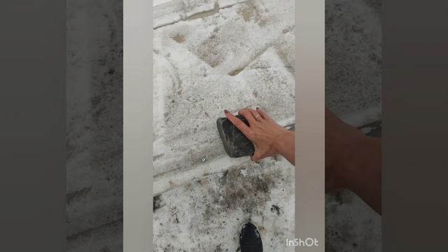 Зимнее хранение саженцев гортензий.