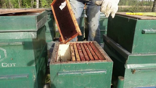 формирование гнезд пчел на 230 рарамках смотреть онлайн