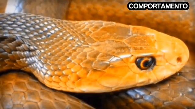 Cobra Taipan: A Serpente Mais Venenosa do Mundo - Descubra 10 Curiosidades! #CobraTaipan смотреть онлайн