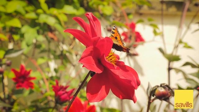 Savills | Brushford Barton, Brushford, Winkleigh, Devon EX18 7SJ смотреть онлайн