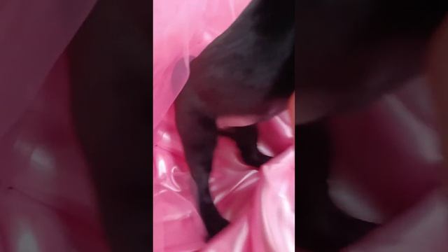 #dog #мопс #мопсики #черныймопс смотреть онлайн