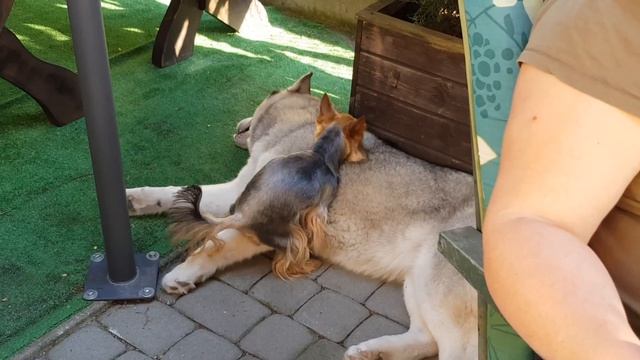 Szybki numerek ... смотреть онлайн