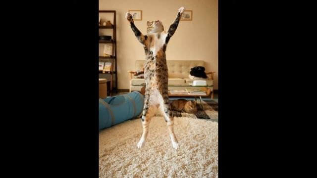 ПРИКОЛЫ 2020 ЛУЧШИЕ ПРИКОЛЫ С ЖИВОТНЫМИ КОТЫ смотреть онлайн