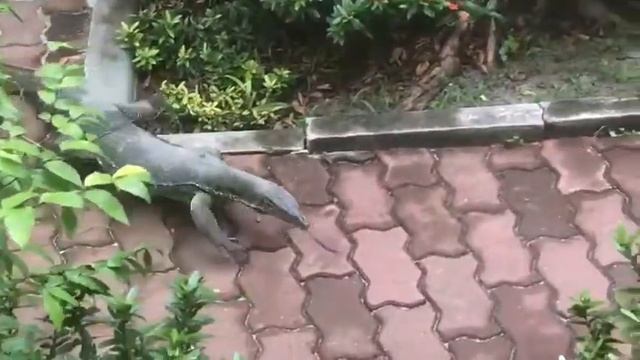 Варан на Пхи Пхи смотреть онлайн