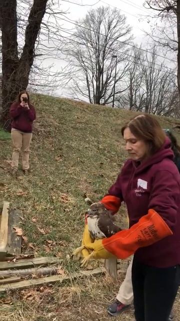 Release of red-shouldered hawk смотреть онлайн