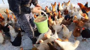 ХОЗЯЙСТВО В 400 КУР///СКОЛЬКО МОЖНО ЗАРАБОТАТЬ???///СКОЛЬКО ТРАЧУ ВРЕМЕНИ???