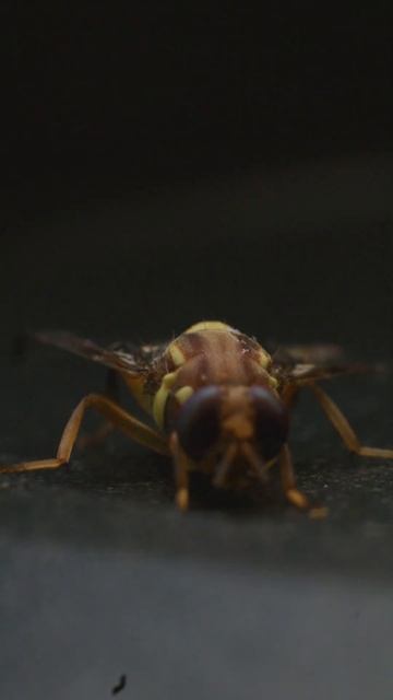 Macro Photography | Macro Video Of A Tiny Fly| 🪰 #macrophotographyidea #macrovideo #topmacrobugs смотреть онлайн