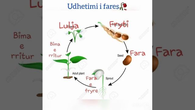 Mesim online ,kl.IV ,Lenda : Gjuhe Shqipe (ora I) смотреть онлайн