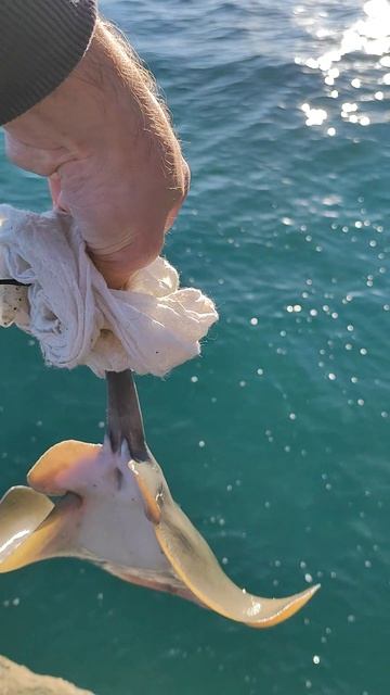 Стрёмно его даже в руки брать. Морская рыбалка смотреть онлайн