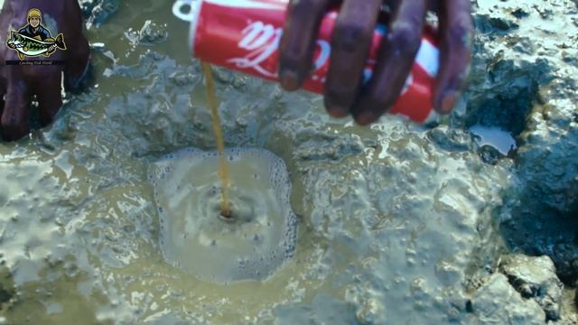 Catching Big Eel Fishing | Catching Yellow Monster Eel Fish With Coca cola Trapping смотреть онлайн