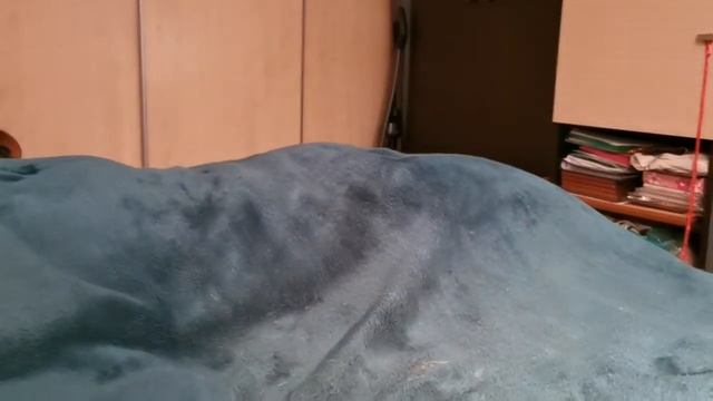 Моя кошечка 🐈приносит аппорт🤗 смотреть онлайн