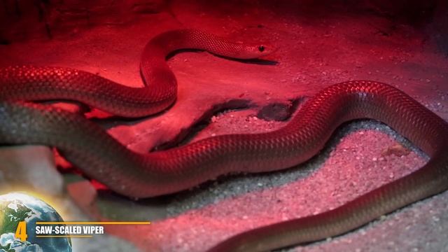 8 Most VENOMOUS Snakes In The World!! смотреть онлайн