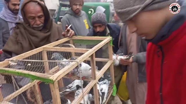 104) lari adda kabootar mandi || lahore sunday birds market || کبوتر منڈی || #Amjadaliofficial смотреть онлайн