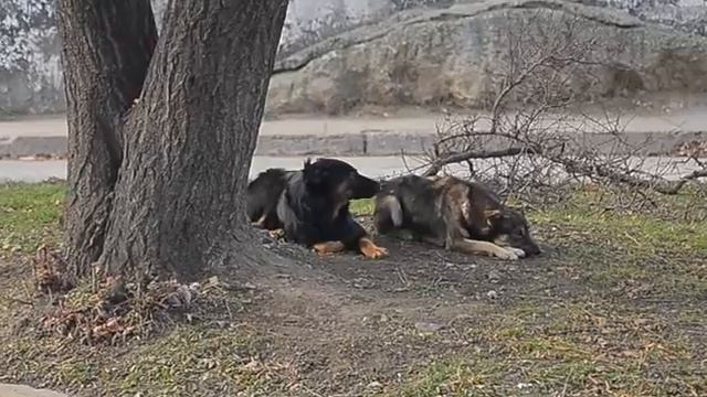 Феодосийские зоозащитники обратились к жителям города с просьбой о помощи смотреть онлайн