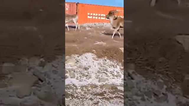 Каналга катталабыз.Азыр бир аркар-кулжа атканга штраф 1,5 млн.сом. Мына жыйынтыгы Кумтор, Ак-Шыйрак смотреть онлайн