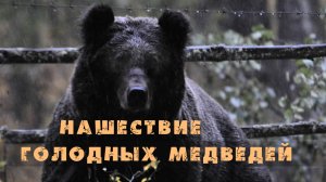 Нашествие голодных медведей [Алтай] Телецкое озеро. Altai bears. Алтайский заповедник. Altai Reserve