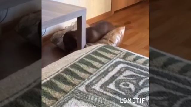 Лаки трахун смотреть онлайн