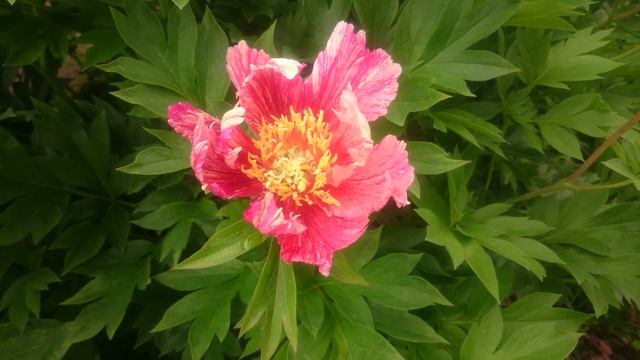 Anderson's Kaleidoscope смотреть онлайн