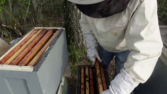 окончательное формирование шестирамочников в зиму смотреть онлайн