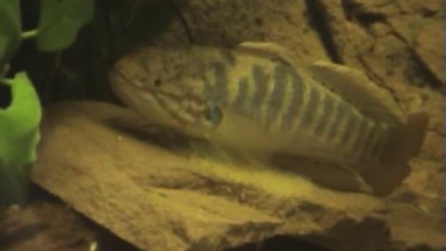 Mogurnda fruata смотреть онлайн