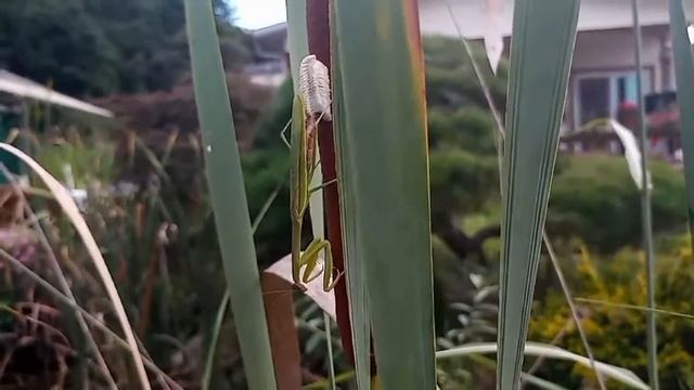 Tenodera angustipennis's spawning смотреть онлайн