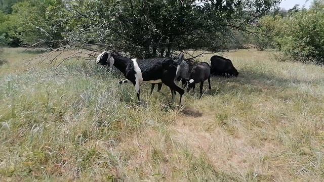 Овцы прогнали Долли смотреть онлайн