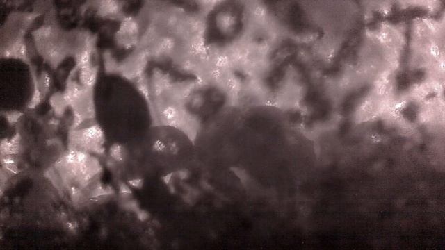 Manica rubida - 2 1/2 Minutes Hivewatch (Infra-Red) смотреть онлайн