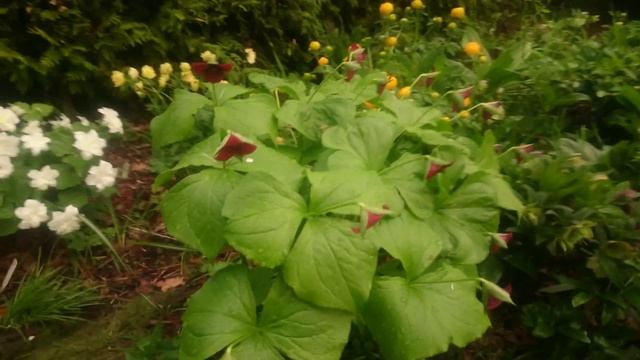 Из Сада Дракона 18.05.2016 смотреть онлайн