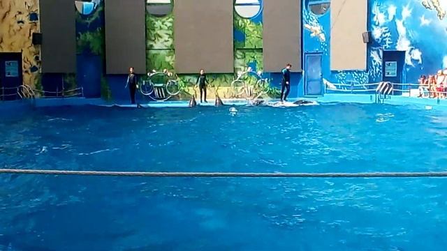 Одесский Дельфинарий НЕМО. Шоу дельфинов. Дельфины в высоте смотреть онлайн