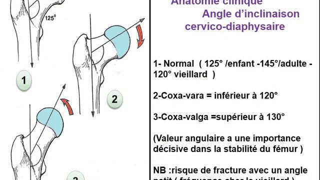 ANATOMIE MI Ostéologie Membre pelvien смотреть онлайн