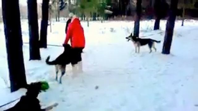 УЛЬНАРА ВЕСТ ЛОЙДА 1,7г. КУСАКИ смотреть онлайн