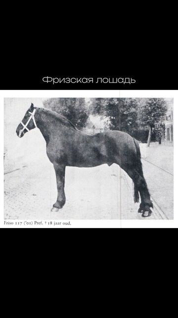 Какой вариант вам нравится больше? #кони #лошади #конныйспорт #лошадь #верховая_езда #фриз смотреть онлайн