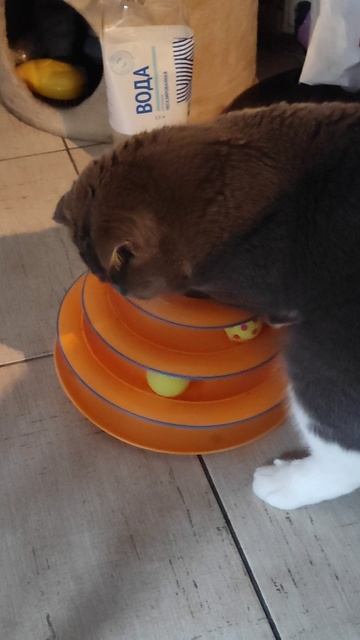 Мудрый Марсик 🐱 смотреть онлайн