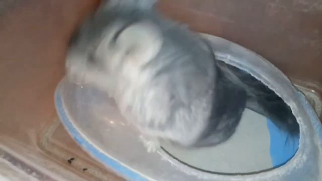 Альф купается VID 20180821 203049 смотреть онлайн