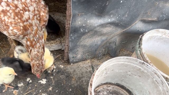 Vlog# 12: 🐥🚹 Chicks ka Jins (Sex/Gender) Pata kia 🚺🐥 #genderreveal #petlover #genderidentity смотреть онлайн