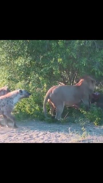 troubled by the hyenas, the lion went||#shorts #facts #animals смотреть онлайн