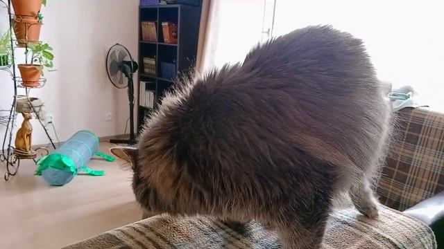 Филя поздоровался с нашими друзьям и повернулся пятой точкой. #cat смотреть онлайн