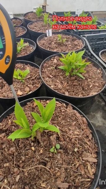 Не долго радоваться  пришлось.