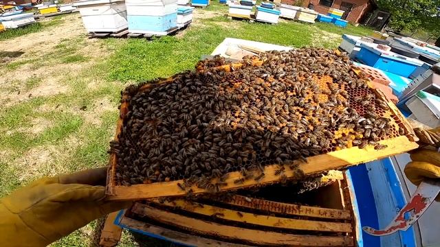 протироевые меры/Вот теперь вощина/расширение отводков и ослабление семей смотреть онлайн