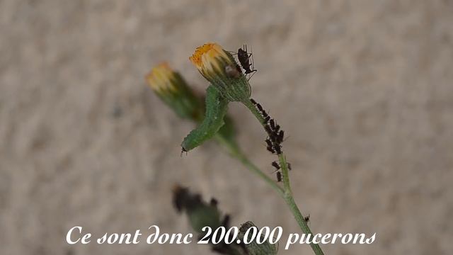 La larve de syrphe une tueuse de pucerons смотреть онлайн