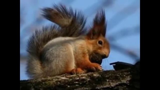 Мое слайд-шоу.Животные. смотреть онлайн
