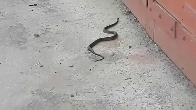 Змея напугала жителей Уралмаша смотреть онлайн