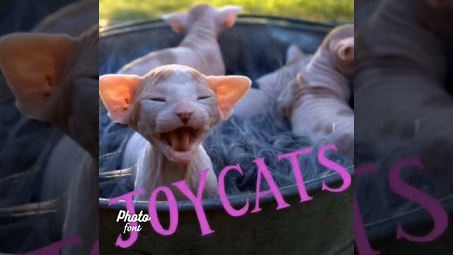 Sphynx & Lykoi Kittens in Austin, Tx смотреть онлайн