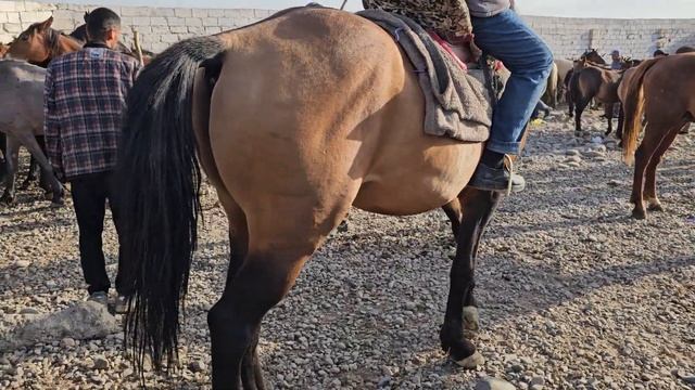 АСП БОЗОРИ ДУШАНБЕ ЛЕНИНСКИЙ АСПИ ОЧА БАЧА БУГУЗ ВА БАРОИ БУЗКАШИ УЛОГ смотреть онлайн