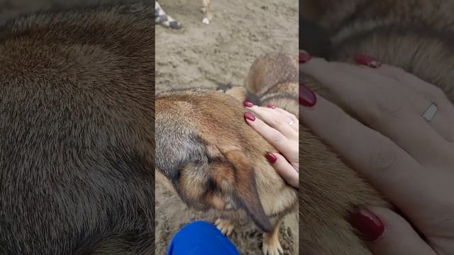 Найти чес и Злата