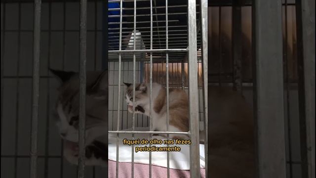 CASO DA POMPOM: POR QUE ESTAVA VOMITANDO TANTO? смотреть онлайн